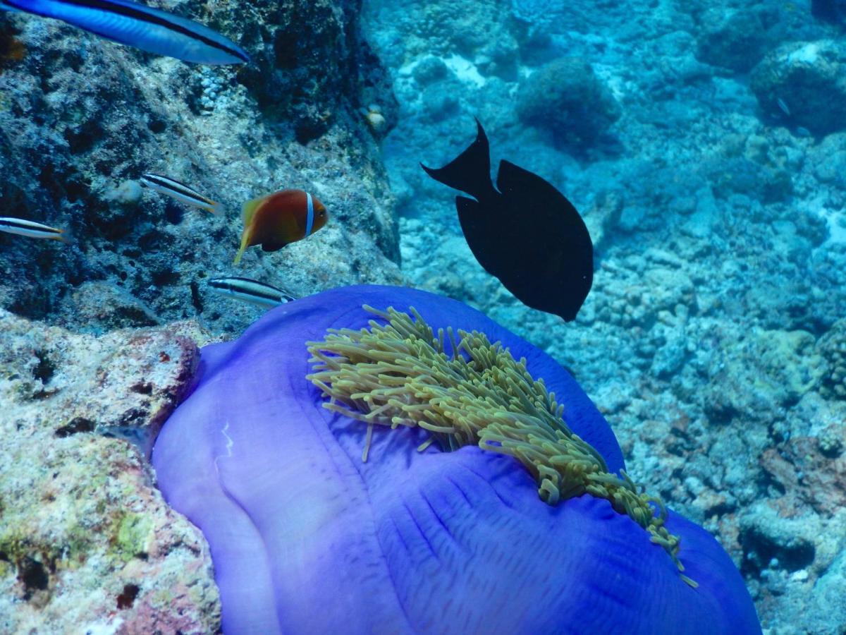Dhigurah Beach Inn Exteriér fotografie